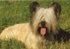 Skye Terrier Hund