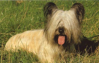 Skye Terrier