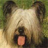 Skye Terrier