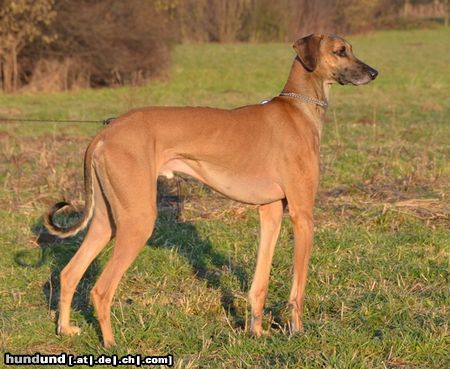 Sloughi Hunde Foto 46576 in höherer Auflösung ansehen Sloughi Djebel Mahanajim