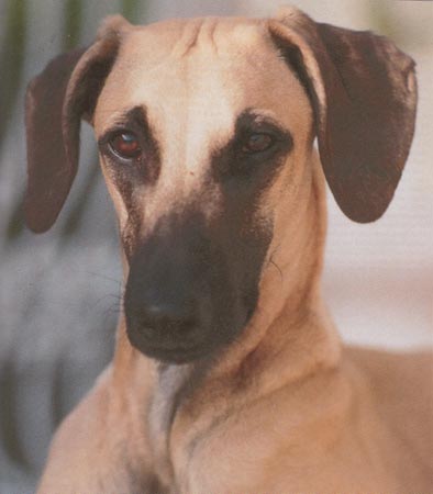 Sloughi Hunde Foto 116 Sloughi