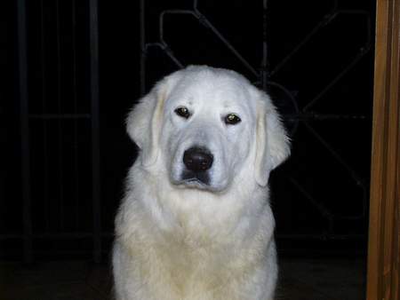 Slovensky Cuvac Hunde Foto 902 Slovensky Cuvac Ailin z mikulasa