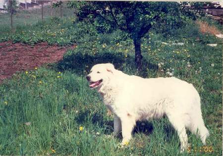 Slovensky Cuvac Hunde Foto 903 Slovensky Cuvac Eli janin ranc