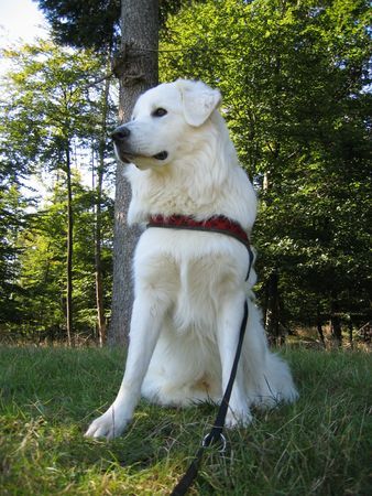 Slovensky Cuvac Cosmo von der Stockacher Halde