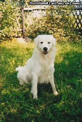 Slovensky Cuvac Hunde Foto 3283 Slovensky Cuvac Unser Zuchtrüde Amadeus Big Foot vom Pleissengrund wartet noch auf seine erste große Liebe!