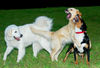 Slovensky Cuvac Foto: Dana (ID 36904) Slovensky Cuvac Hund