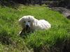 Slovensky Cuvac Foto: Wenn ich schon keinen Knochen bekomme... (ID 27153) Slovensky Cuvac Hund