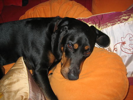 Slovensky Kopov Hunde Foto 34032 in höherer Auflösung ansehen Slovensky Kopov artos 4 jahre