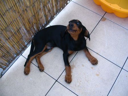 Slovensky Kopov Hunde Foto 40565 in höherer Auflösung ansehen Slovensky Kopov Nico mit ca. 12 Wochen
