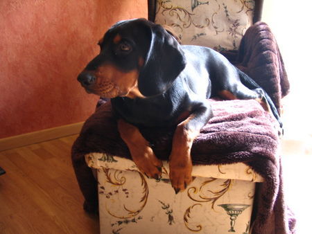 Slovensky Kopov Hunde Foto 40562 in höherer Auflösung ansehen Slovensky Kopov Nico auf seinem Thron