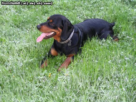 Slovensky Kopov Hunde Foto 44654 in höherer Auflösung ansehen Slovensky Kopov Nico im Mai 08 13 Monate alt