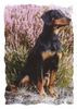 Slovensky Kopov Foto: Bild von der HP des Schwarzwildbrackenvereins (ID 23091) Slovensky Kopov Hund