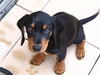Slovensky Kopov Foto: Nico mit ca. 9 Wochen (ID 40564) Slovensky Kopov Hund