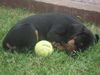 Slovensky Kopov Foto: Cita - 8 Wochen (ID 38750) Slovensky Kopov Hund