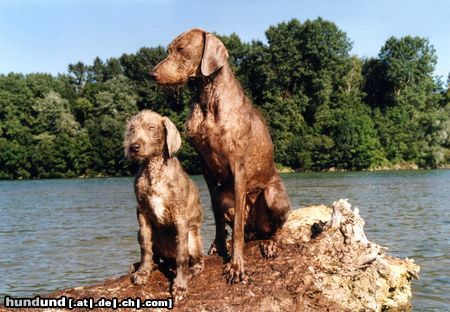Slowakischer Rauhbart Hunde Foto 23708 in höherer Auflösung ansehen Slowakischer Rauhbart Begleithunde