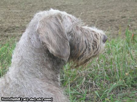 Slowakischer Rauhbart Hunde Foto 8152 Slowakischer Rauhbart