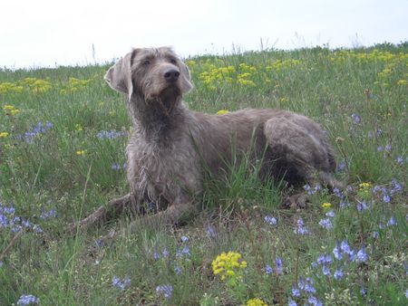 Slowakischer Rauhbart endlich Frühling