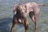 Slowakischer Rauhbart Foto: Yuma 9.05 (ID 25097) Slowakischer Rauhbart Hund