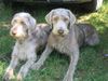 Slowakischer Rauhbart Foto: Slowakische rauhhaarige vorstehhunde (ID 12847) Slowakischer Rauhbart Hund