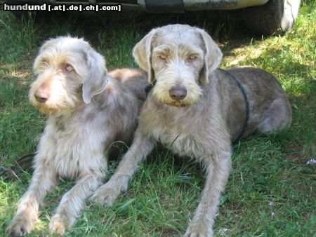 Slowakischer Rauhbart Slowakische rauhhaarige vorstehhunde