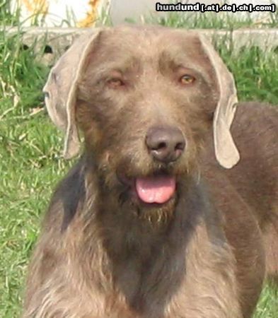 Slowakischer Rauhbart Hunde Foto 13570 Slowakischer Rauhbart Slowakischer Drahthaariger Vorstehhund