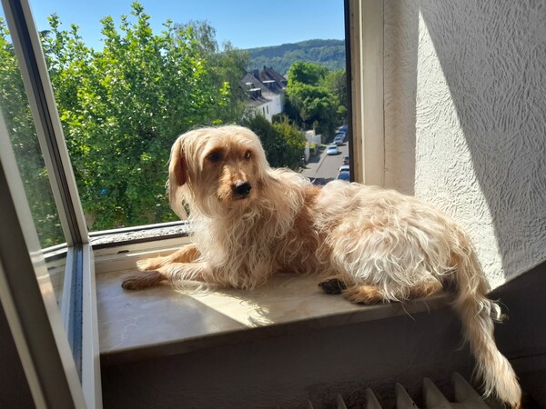 Hollandse Smoushond Hunde Foto 47784 Hollandse Smoushond Socco ist 4 Jahre alt und ein typischer Terrier