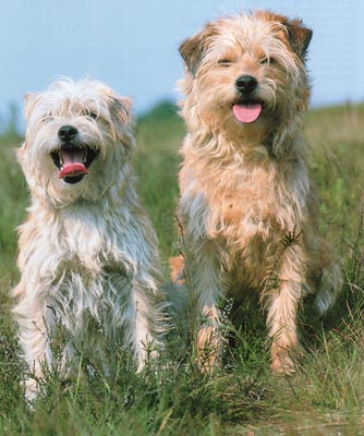 Hollandse Smoushond Hunde Foto 121 Hollandse Smoushond