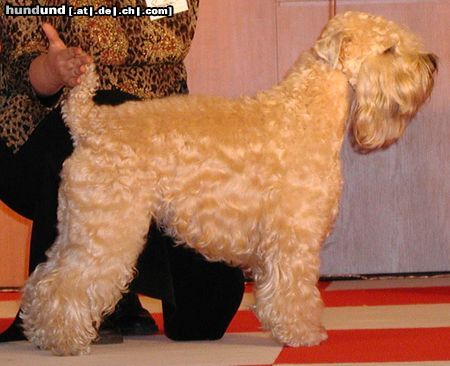 Irischer Soft Coated Wheaten Terrier Hunde Foto 17394 Irischer Soft Coated Wheaten Terrier Champion of champions Barbara Bush KNÍ-YORK, CZ