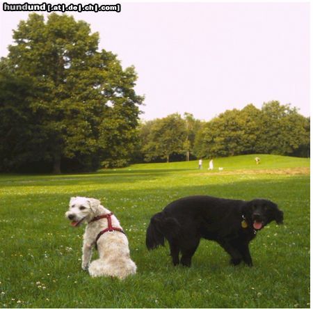 Irischer Soft Coated Wheaten Terrier Hunde Foto 23029 Irischer Soft Coated Wheaten Terrier Chrissie + Kompagnon
