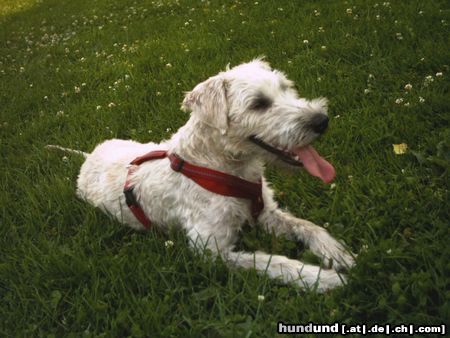 Irischer Soft Coated Wheaten Terrier Hunde Foto 23024 Irischer Soft Coated Wheaten Terrier Chrissie, 8 Monate