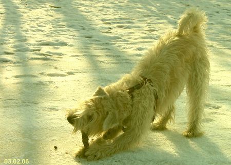 Irischer Soft Coated Wheaten Terrier Chrissie