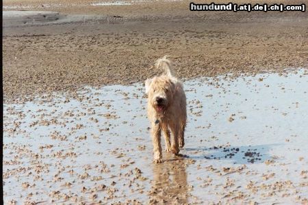 Irischer Soft Coated Wheaten Terrier Hunde Foto 8581 Irischer Soft Coated Wheaten Terrier www.wildsau wheaten im watt