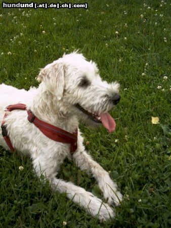 Irischer Soft Coated Wheaten Terrier Hunde Foto 23025 Irischer Soft Coated Wheaten Terrier Chrissie, 8 Monate