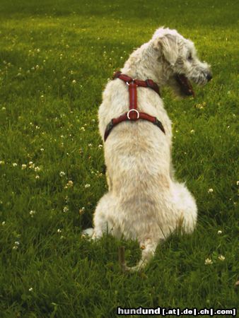 Irischer Soft Coated Wheaten Terrier Hunde Foto 23027 Irischer Soft Coated Wheaten Terrier Chrissie, ein schöner Rücken kann auch entzücken