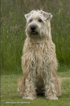 Irischer Soft Coated Wheaten Terrier Ich bin Bonnie. 