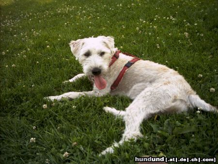 Irischer Soft Coated Wheaten Terrier Hunde Foto 23026 Irischer Soft Coated Wheaten Terrier Chrissie, 8 Monate in Hitzeschur