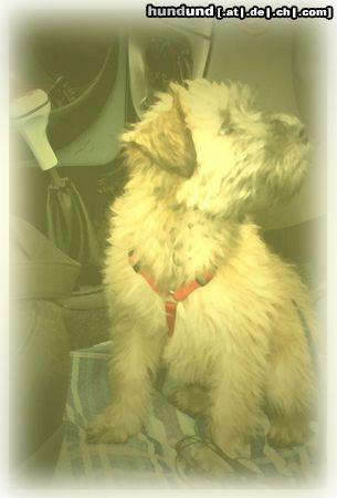 Irischer Soft Coated Wheaten Terrier Hunde Foto 22695 Irischer Soft Coated Wheaten Terrier Chrissie, die Beifahrerin, 10 Wo