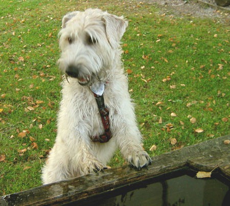 Irischer Soft Coated Wheaten Terrier Chrissie auf der Alm