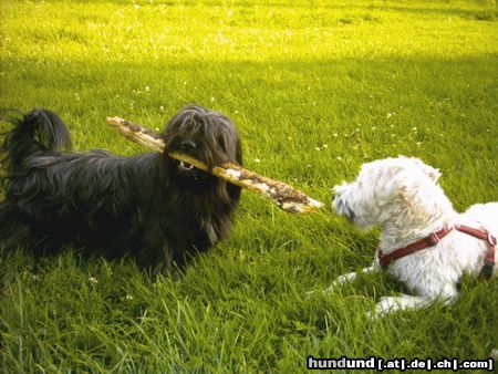 Irischer Soft Coated Wheaten Terrier Chrissie