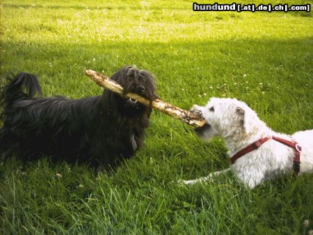 Irischer Soft Coated Wheaten Terrier Chrissie und Stöckchen