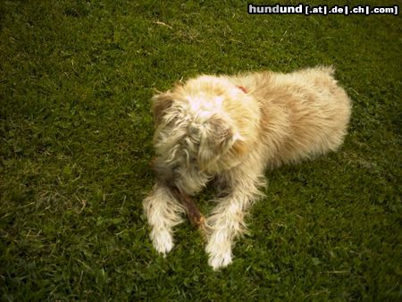 Irischer Soft Coated Wheaten Terrier Hunde Foto 22795 in höherer Auflösung ansehen Irischer Soft Coated Wheaten Terrier Chrissie 7.5 Monate