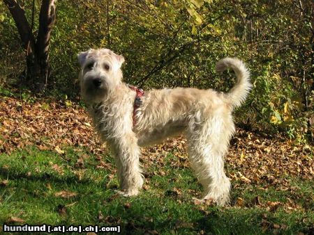 Irischer Soft Coated Wheaten Terrier Chrissie nun ein Jahr