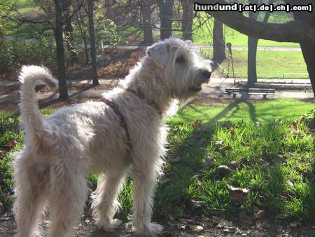 Irischer Soft Coated Wheaten Terrier Chrissie nun ein Jahr 2