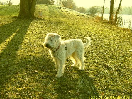 Irischer Soft Coated Wheaten Terrier Chrissie