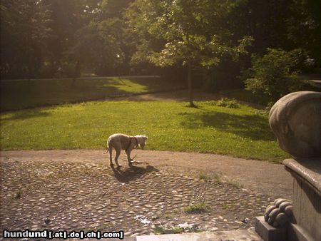 Irischer Soft Coated Wheaten Terrier Hunde Foto 22986 Irischer Soft Coated Wheaten Terrier Chrissie lustwandelnd...