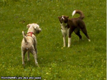 Irischer Soft Coated Wheaten Terrier Hunde Foto 22984 Irischer Soft Coated Wheaten Terrier mal wieder eine Begegnung besonderer Art