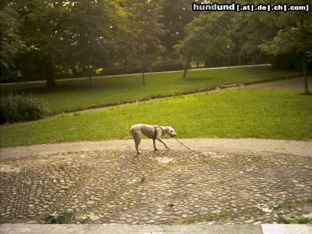 Irischer Soft Coated Wheaten Terrier Hunde Foto 22985 Irischer Soft Coated Wheaten Terrier Chrissie lustwandelnd...