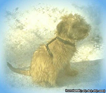 Irischer Soft Coated Wheaten Terrier Hunde Foto 22696 in höherer Auflösung ansehen Irischer Soft Coated Wheaten Terrier Chrissie, 3.5 Monate