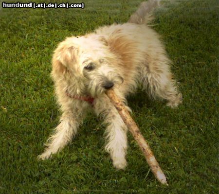 Irischer Soft Coated Wheaten Terrier