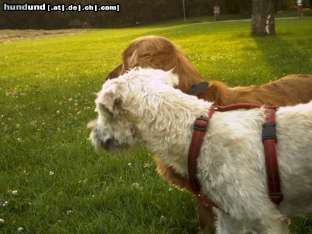 Irischer Soft Coated Wheaten Terrier Hunde Foto 23031 in höherer Auflösung ansehen Irischer Soft Coated Wheaten Terrier aus der Hundeperspektive (Chrissie)